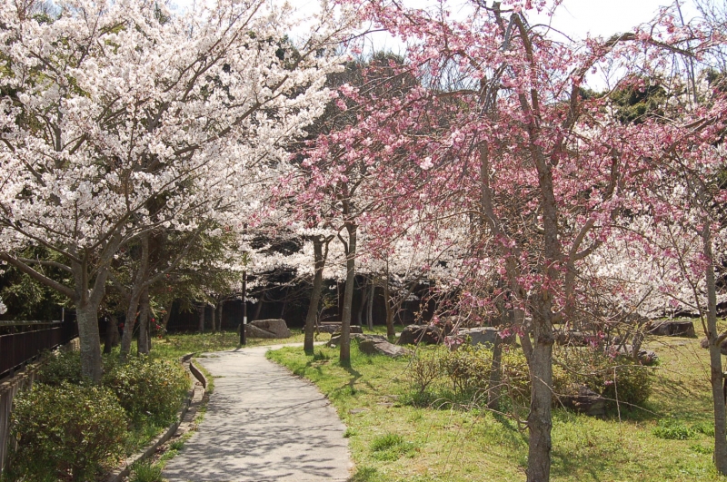 藤原山公園の桜