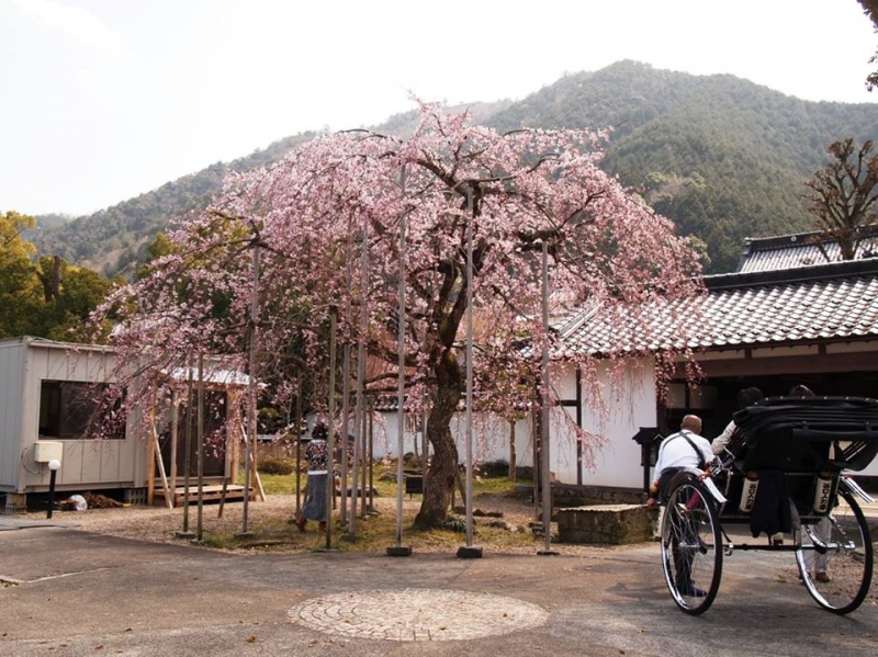 現在、同館周辺では桜が見ごろを迎えている