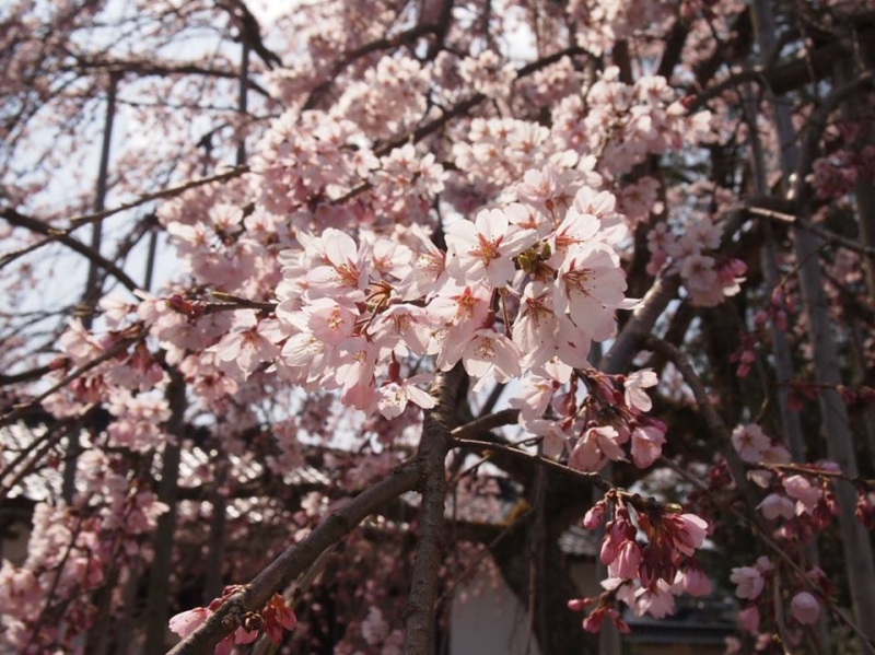 『春季常設展2015～伊藤清永と豊岡ゆかりの芸術家たち～』　豊岡市 [画像]