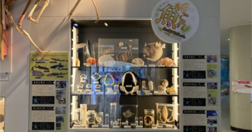 AQUARIUM×ART átoa（アトア）で「丹後魚っ知館～受け継がれし標本展～」開催中　神戸市