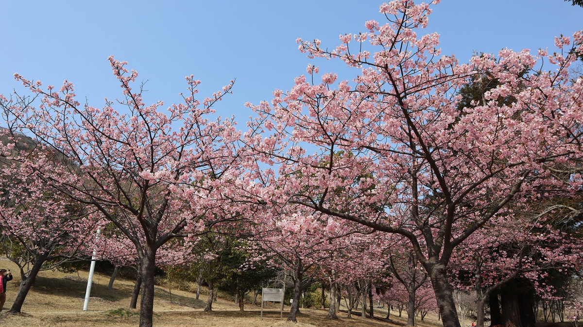 「春一番の丘」の河津桜がいっせいに開花