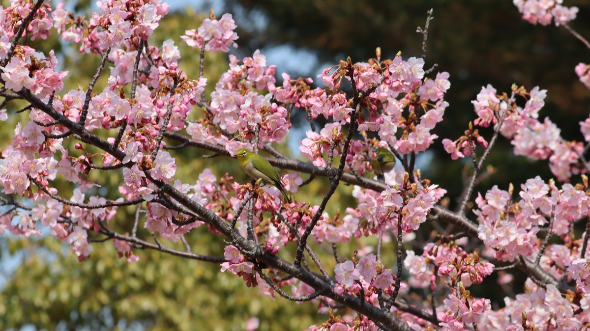 可愛い桜を眺めて一足早い春を堪能
