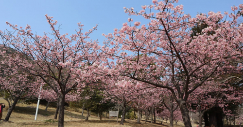 淡路島国営明石海峡公園「早咲き桜まつり」淡路市
