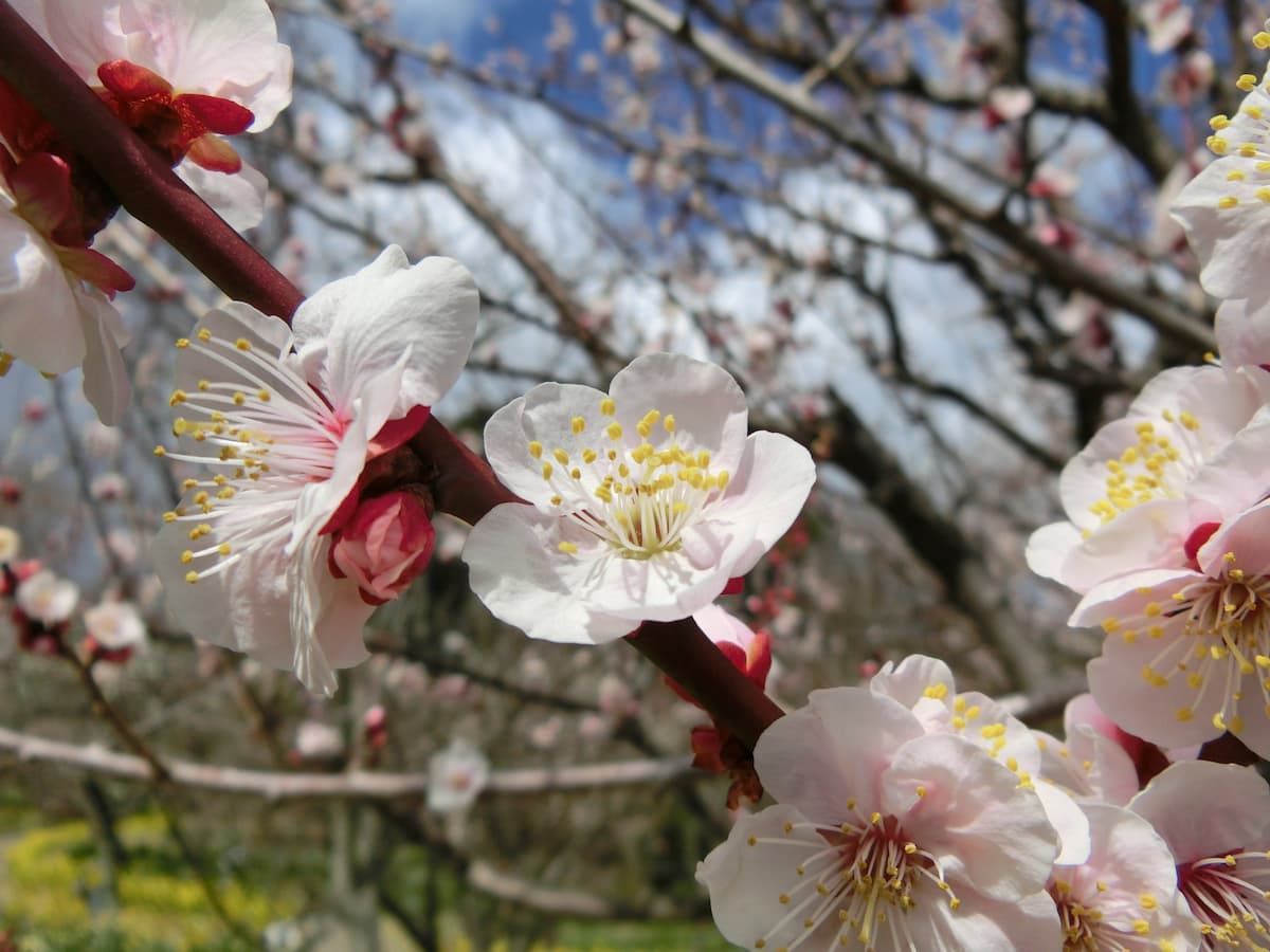 須磨離宮公園で「梅」が見ごろに　神戸市 [画像]