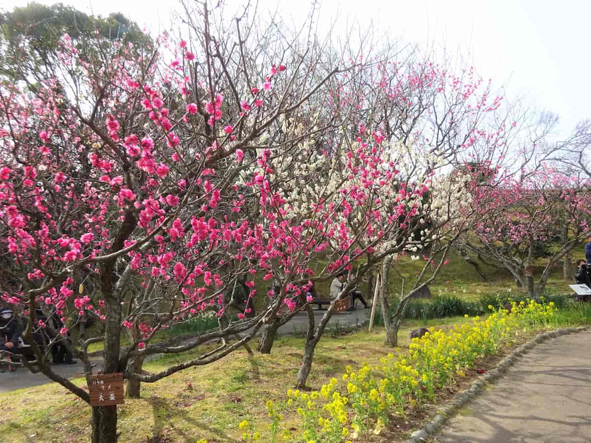 須磨離宮公園で「梅」が見ごろに　神戸市 [画像]