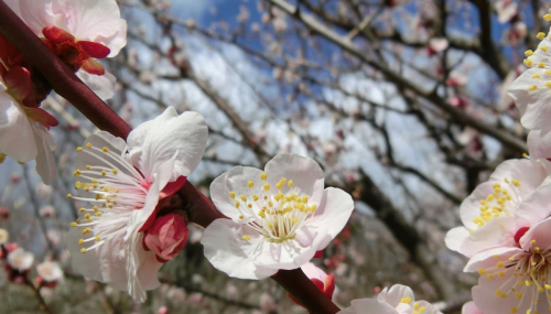 須磨離宮公園で「梅」が見ごろに　神戸市