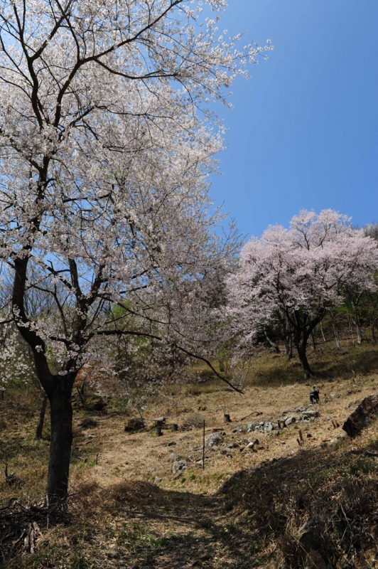 春の表情を見せる黒川の里山