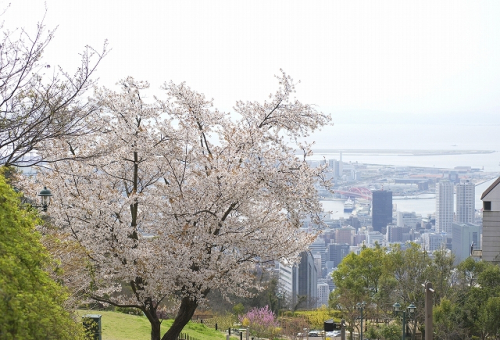 『ハーブ茶会2015～山桜～』　神戸市中央区