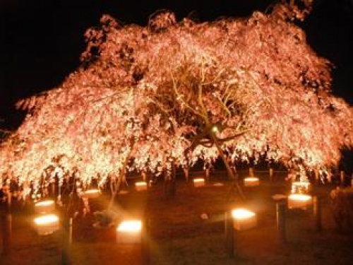 日本庭園のベニシダレザクラを幻想的にライトアップ　神戸市北区