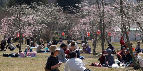 『千苅桜まつり』　神戸市北区