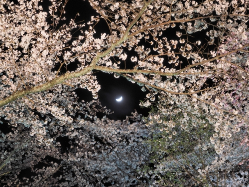 『神話と香り”夜桜”竹回廊みゅーじあむ』　淡路市