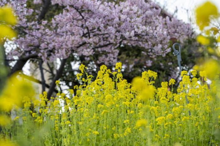 灘浜緑地で「第23回菜の花まつり」を開催　神戸市 [画像]
