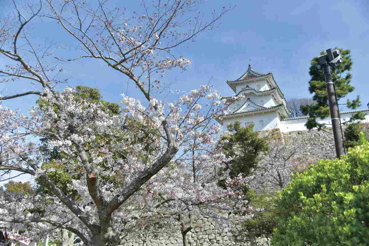 『兵庫県立明石公園』の桜が3月下旬から見ごろに　明石市 [画像]