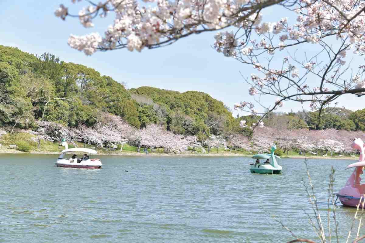 『兵庫県立明石公園』の桜が3月下旬から見ごろに　明石市 [画像]