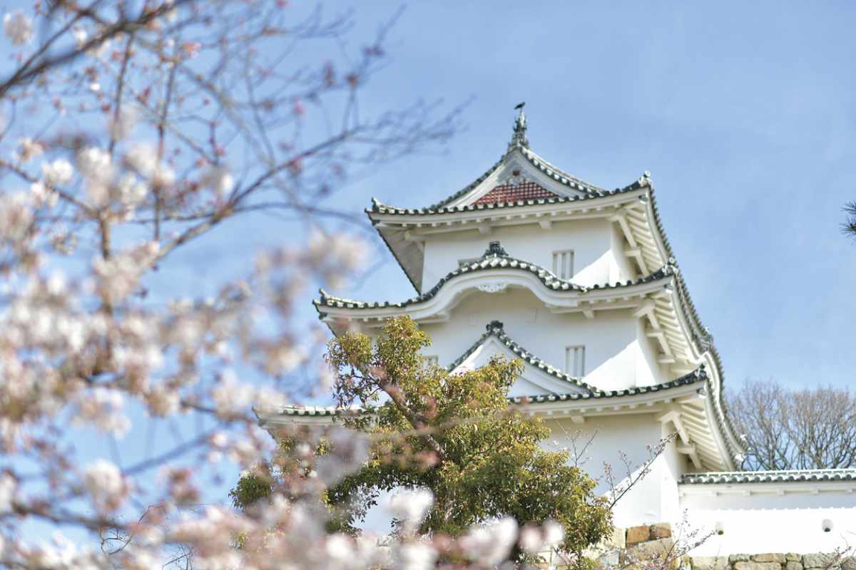 『兵庫県立明石公園』の桜が3月下旬から見ごろに　明石市 [画像]