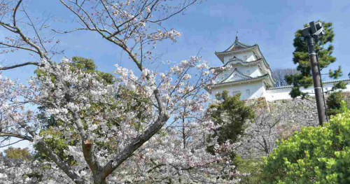『兵庫県立明石公園』の桜が3月下旬から見ごろに　明石市