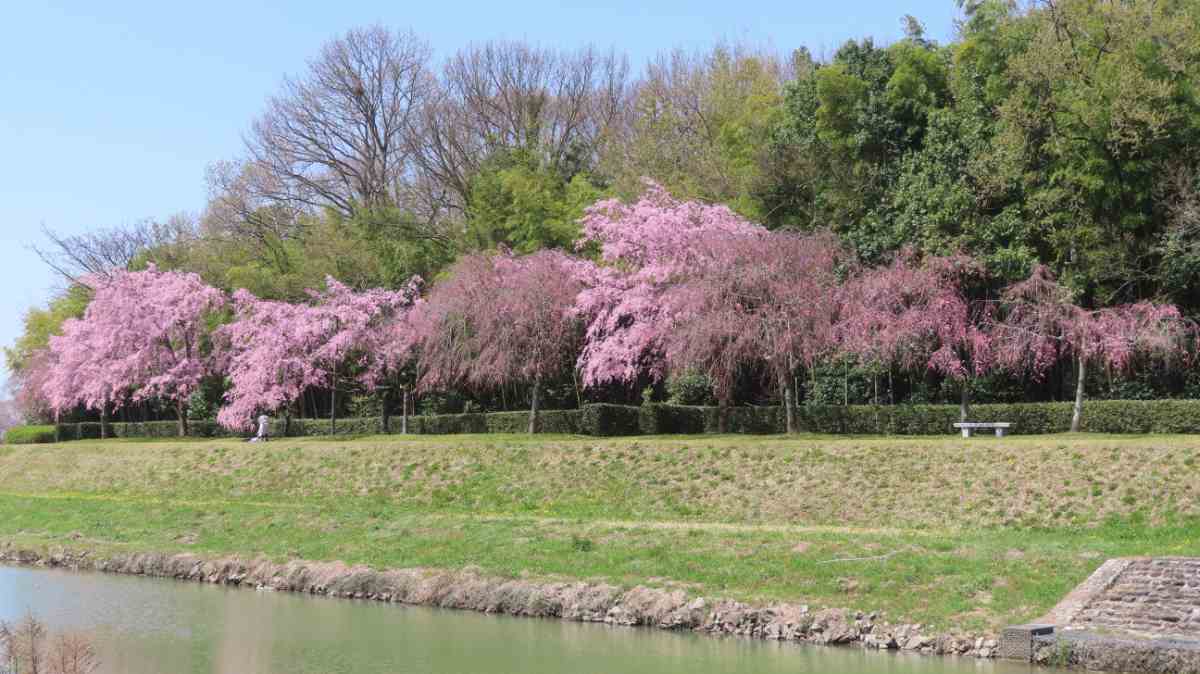 『千鳥川桜堤公園』の桜が3月下旬より見ごろに　加東市 [画像]