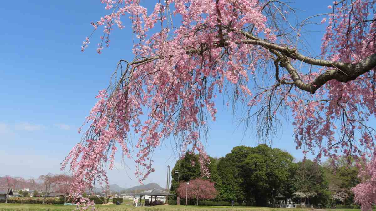 『千鳥川桜堤公園』の桜が3月下旬より見ごろに　加東市 [画像]