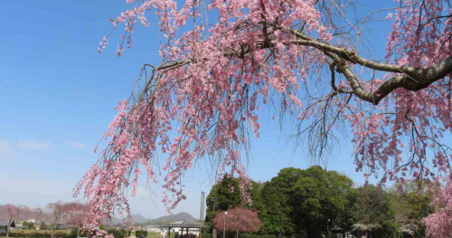 『千鳥川桜堤公園』の桜が3月下旬より見ごろに　加東市