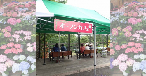 手柄山温室植物園で「西洋アジサイ展」開催　姫路市