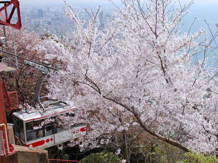 『須磨浦山上遊園』の桜が3月下旬より見ごろに　神戸市 [画像]