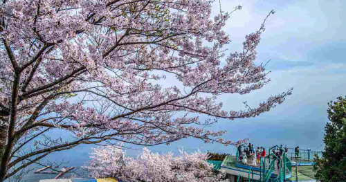 『須磨浦山上遊園』の桜が3月下旬より見ごろに　神戸市