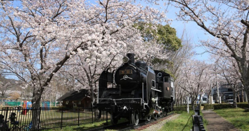 龍野公園などで3月下旬より「桜」が見ごろに　たつの市