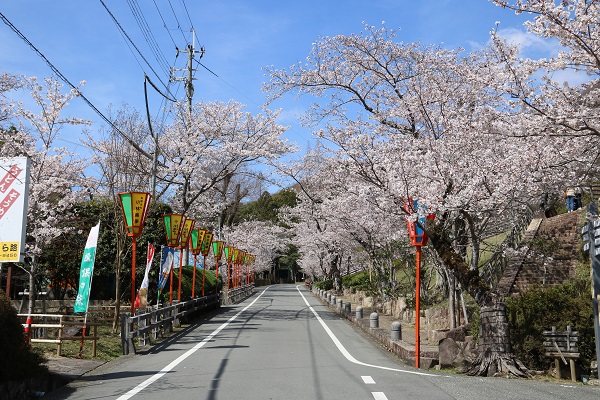 龍野公園（過去4月1日頃）