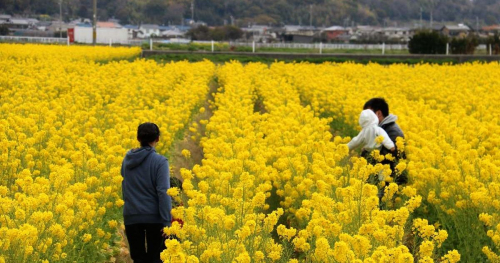 綾部山梅林で「第18回 みつ菜の花まつり」開催　たつの市