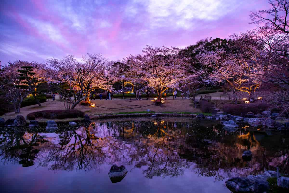 しあわせの村で4月7日まで「桜のライトアップ」開催中　神戸市 [画像]