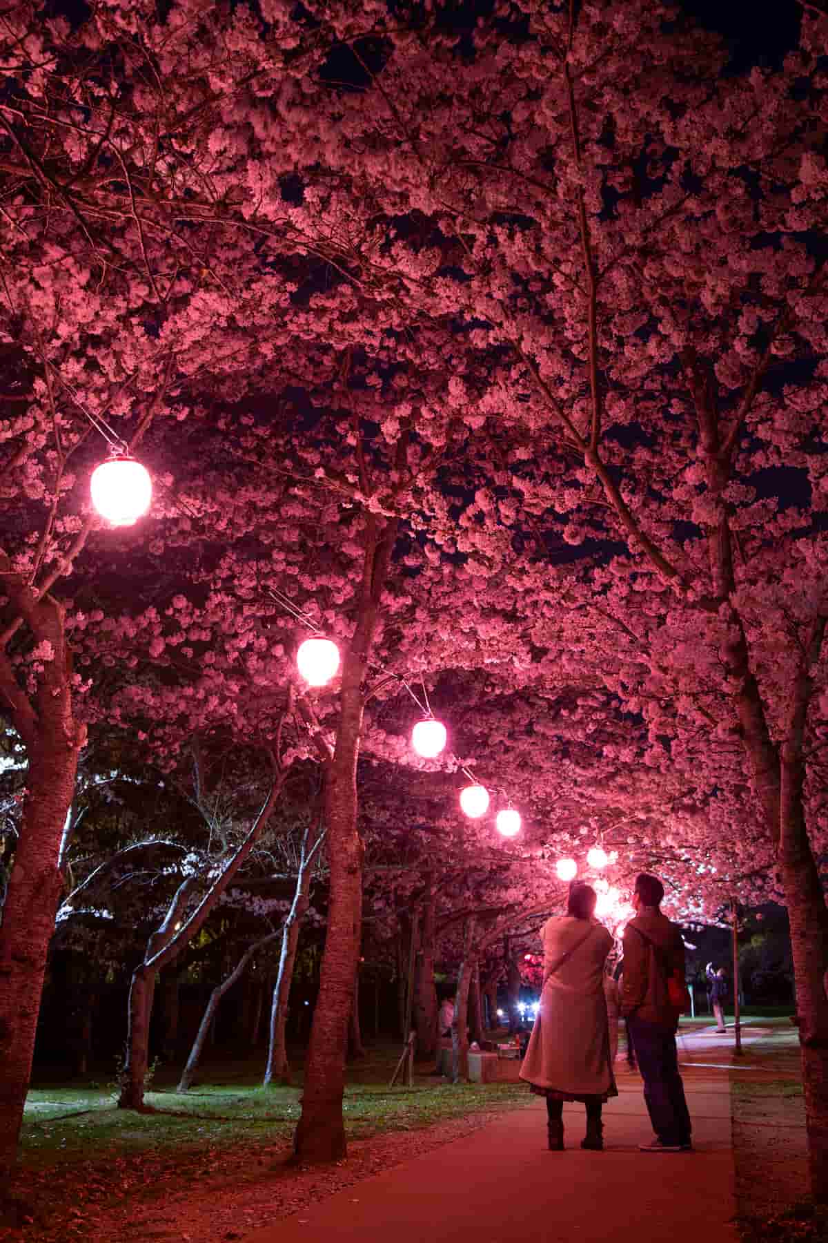 しあわせの村で4月7日まで「桜のライトアップ」開催中　神戸市 [画像]