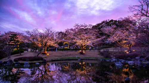 しあわせの村で4月7日まで「桜のライトアップ」開催中　神戸市