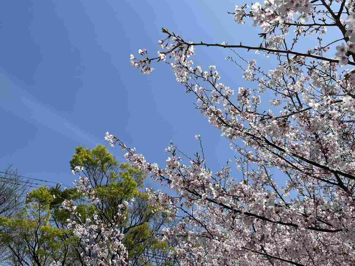 都賀川公園などで「第29回なだ桜まつり」開催　神戸市 [画像]