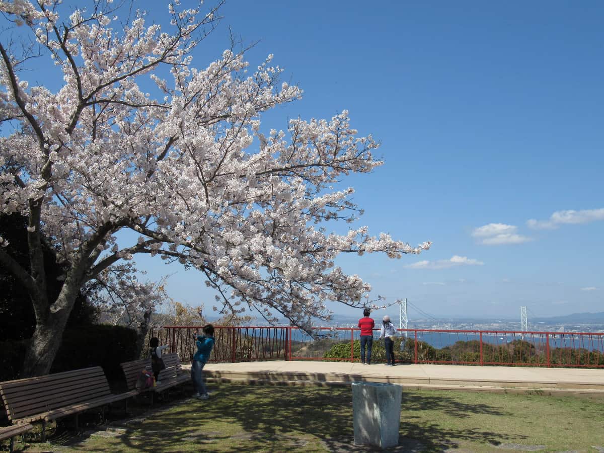 県立淡路島公園「桜まつり」（3月下旬～4月上旬）
