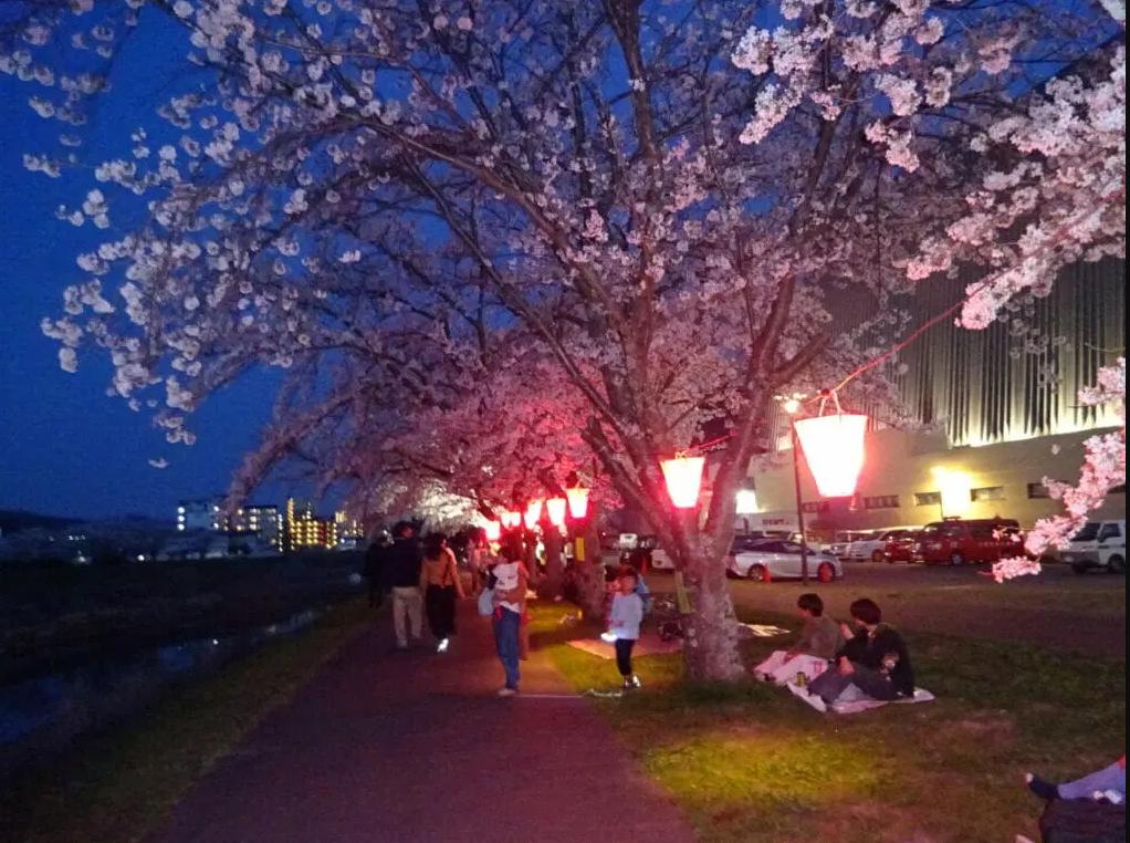 三田市総合文化センターで「さんだ桜まつり2024・武庫川さくらと灯りのプロムナード」を開催　三田市 [画像]