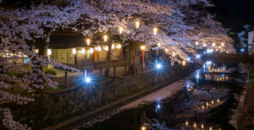 城崎温泉で「夜桜月間」がスタート　豊岡市