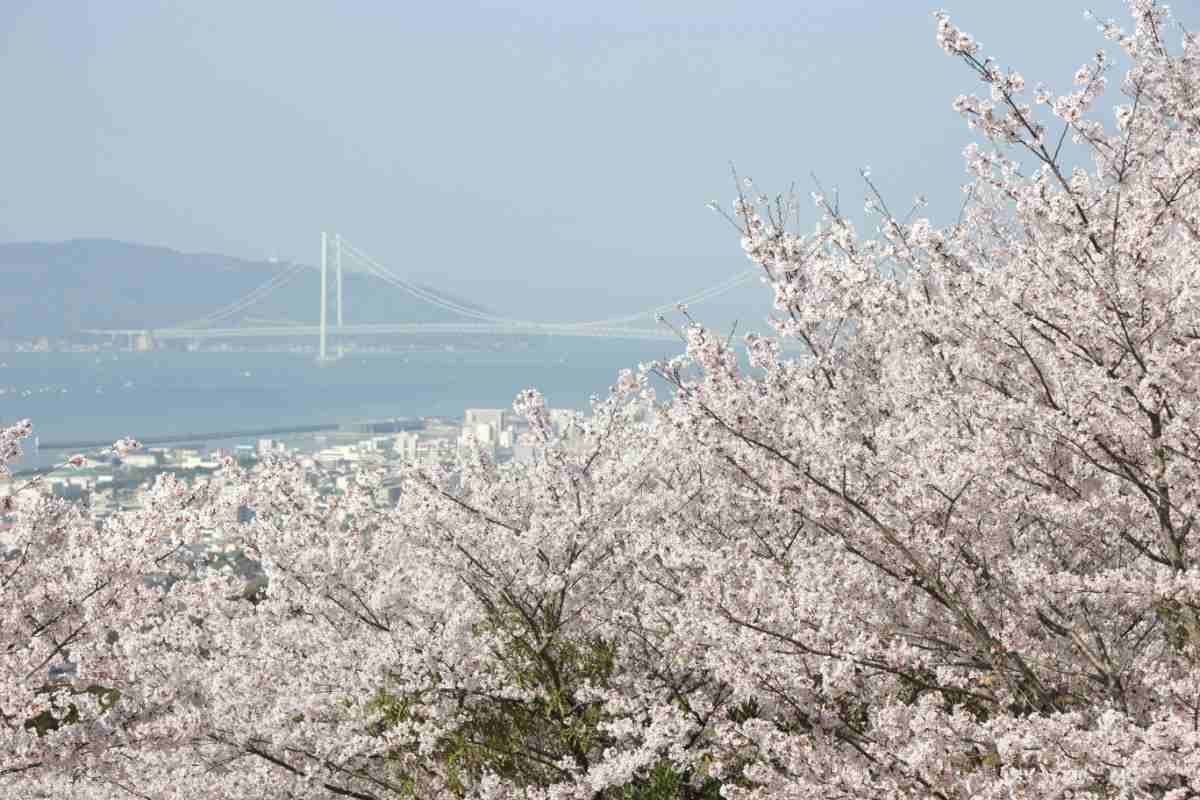 『須磨浦公園』や『須磨浦山上遊園』で「敦盛桜2024」開催　神戸市 [画像]