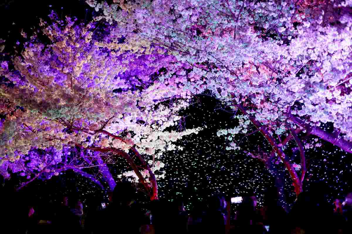『須磨浦公園』や『須磨浦山上遊園』で「敦盛桜2024」開催　神戸市 [画像]