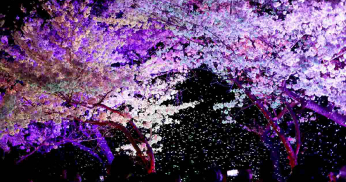 『須磨浦公園』や『須磨浦山上遊園』で「敦盛桜2024」開催　神戸市
