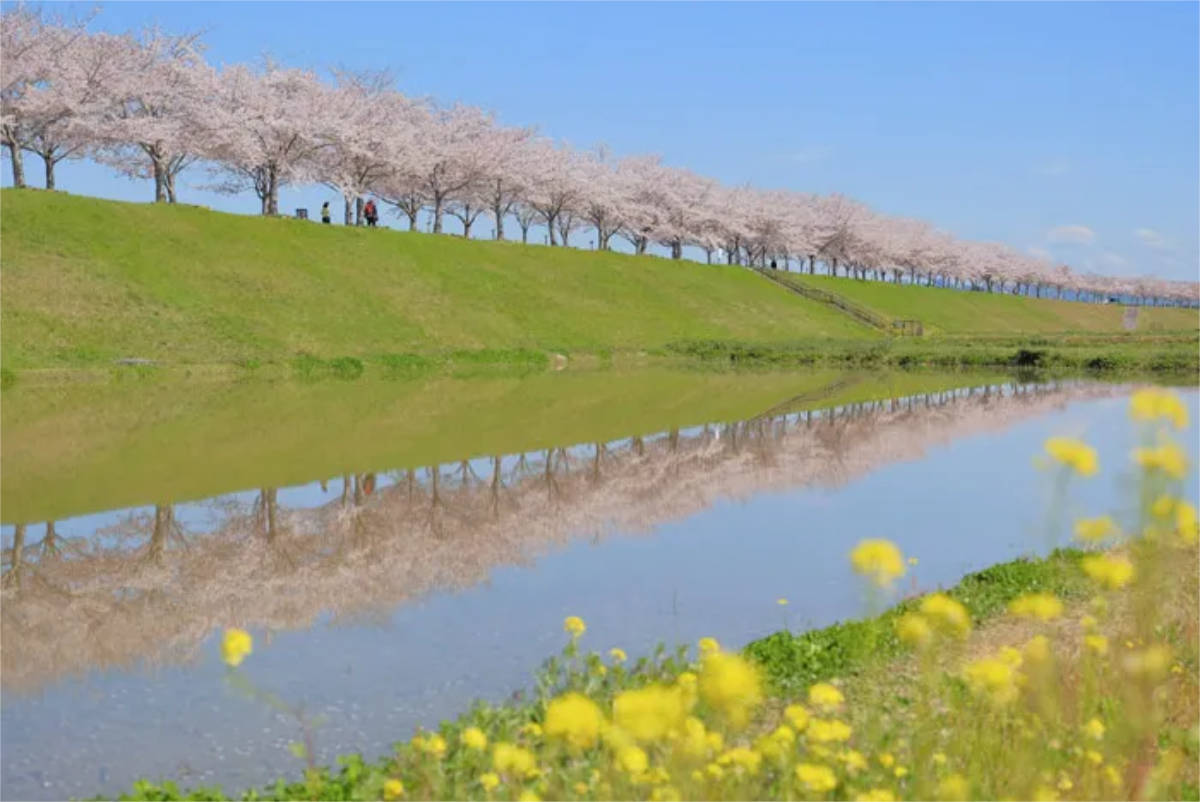「おの桜づつみ回廊」で桜の見ごろ近付く　小野市 [画像]