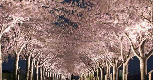 「おの桜づつみ回廊」で桜の見ごろ近付く　小野市