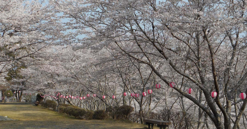 笹ヶ丘公園で「第18回佐用町桜まつり」開催　佐用町