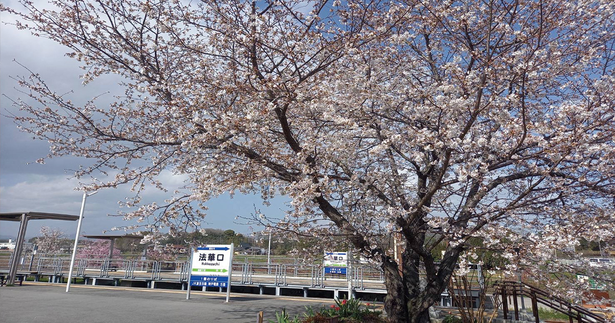 北条鉄道で「第10回 桜まつり」開催　加西市 [画像]