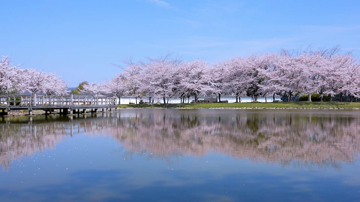 赤穂城跡周辺の「桜」が見ごろを迎えます　赤穂市 [画像]