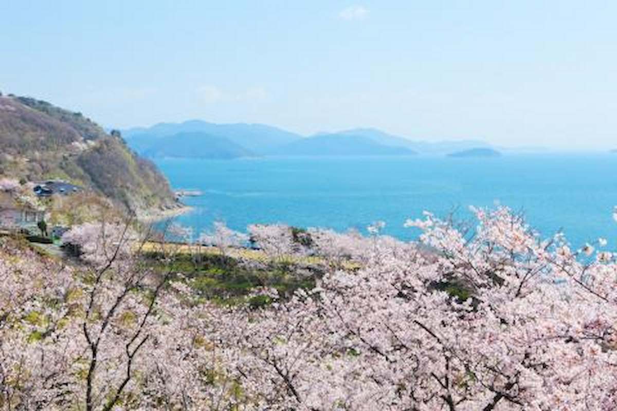 赤穂東御崎公園の「桜」が4月上旬より見ごろを迎えます　赤穂市 [画像]