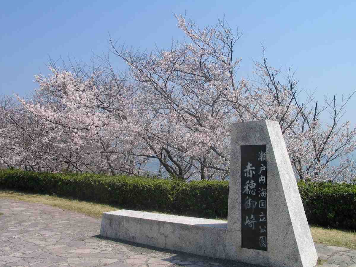 赤穂東御崎公園の「桜」が4月上旬より見ごろを迎えます　赤穂市 [画像]