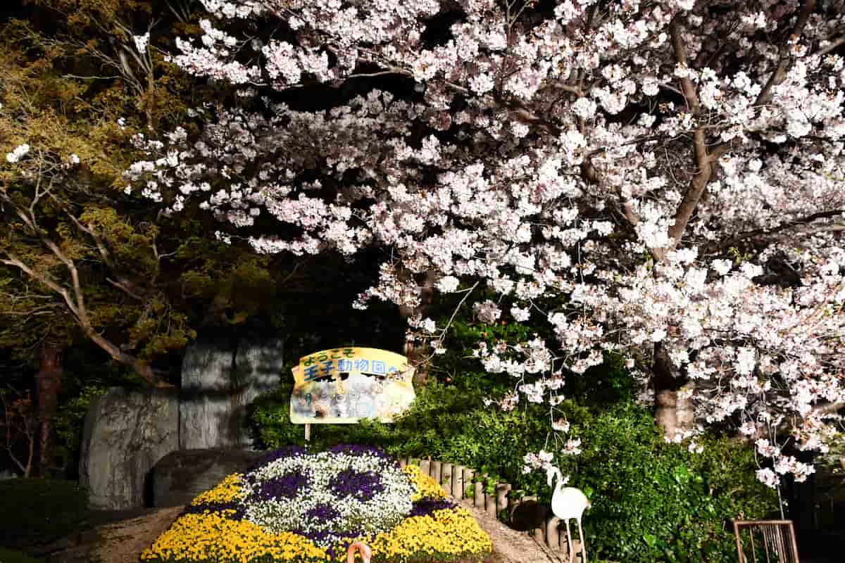 神戸市立王子動物園の「夜桜通り抜け」今年も開催　神戸市 [画像]