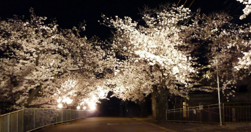 神戸市立王子動物園の「夜桜通り抜け」今年も開催　神戸市