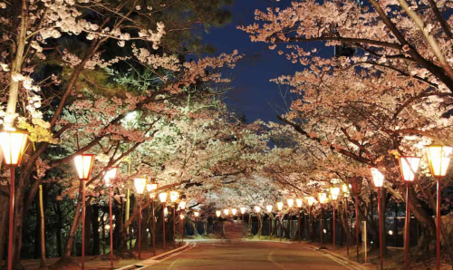 日岡山公園で「ぼんぼりのライトアップ」開催中　加古川市