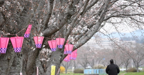 郷の音ホール周辺にある「武庫川沿いの桜並木」が見ごろを迎えています　三田市